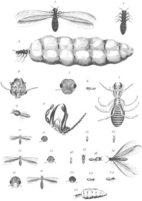 [Illustration]