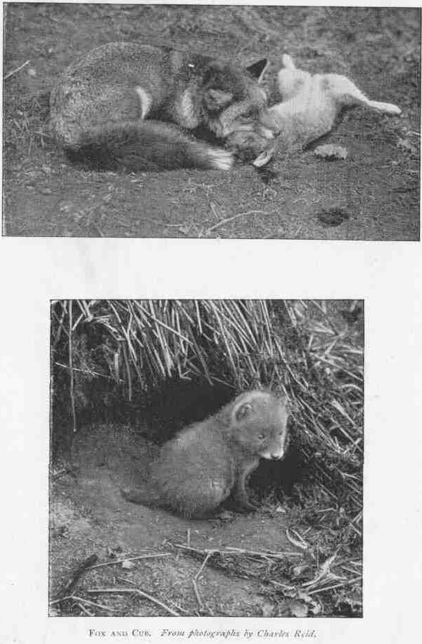 FOX AND CUB. From photographs by Charles Reid.